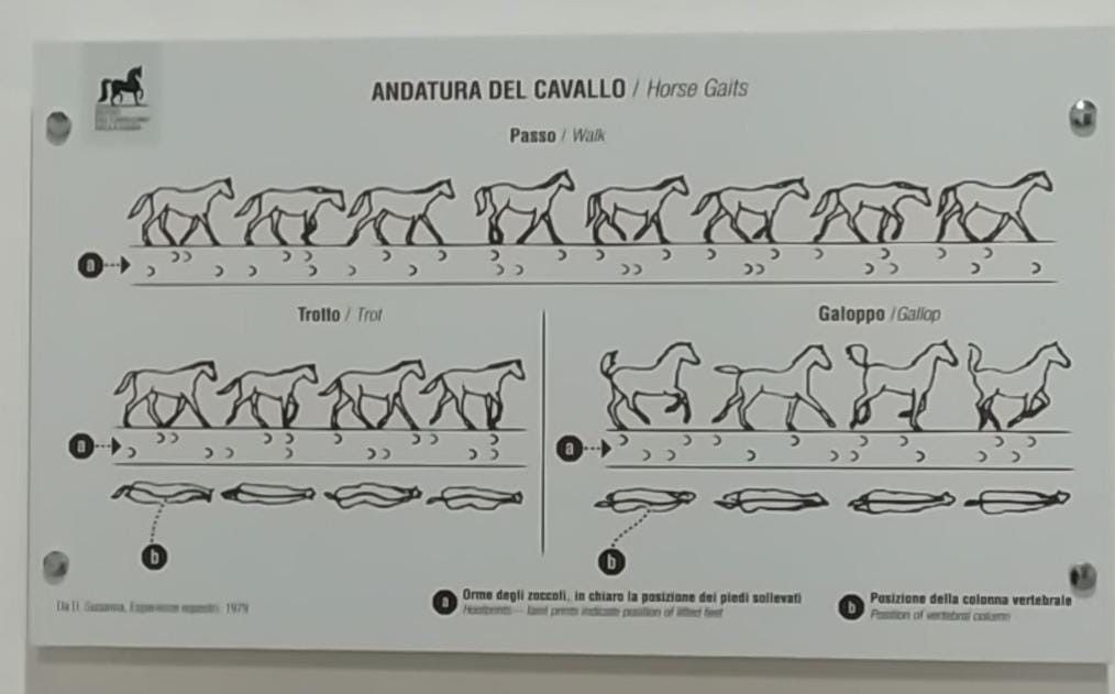 Museo del Cavallino della Giara - Genoni