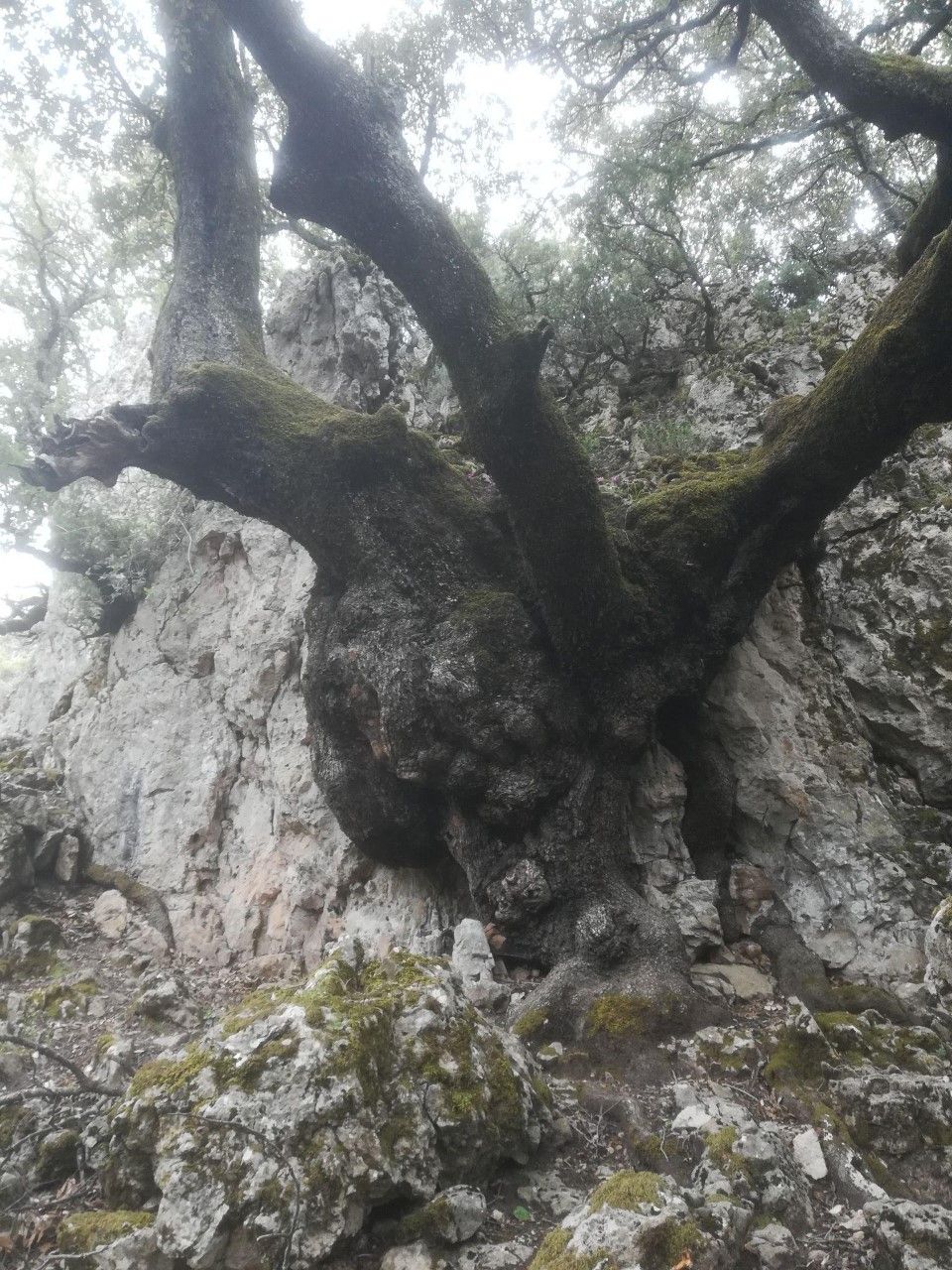 Foresta di Girgini - Desulo